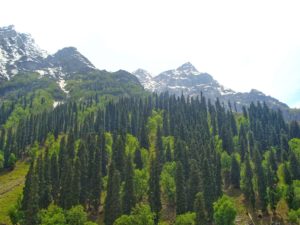 Photo looking up at Himalayan forest